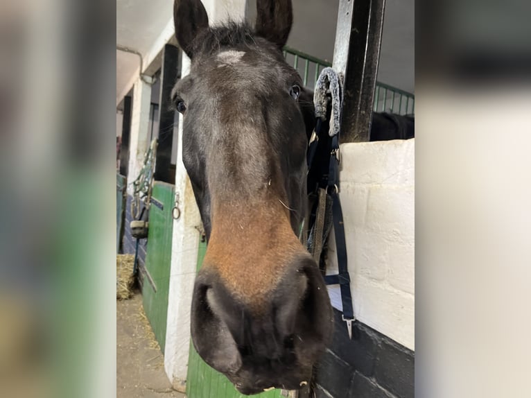 Trotteur français Hongre 9 Ans 168 cm Bai brun in Essen