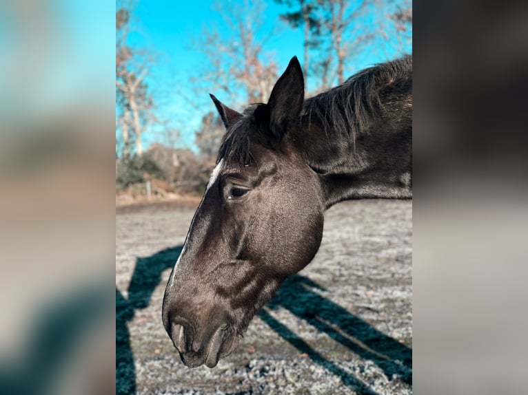 Trotteur français Hongre 9 Ans 170 cm Noir in Biscarrosse