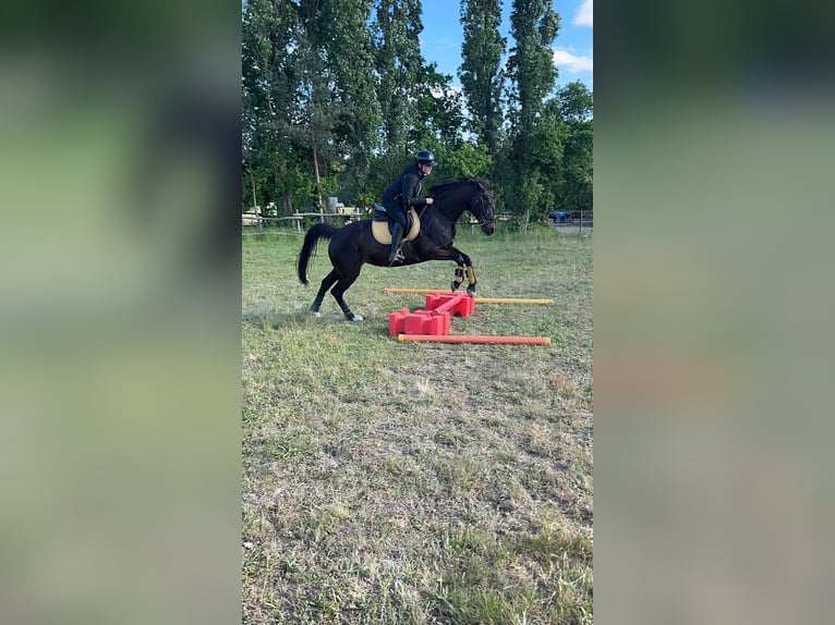 Trotteur français Jument 10 Ans 162 cm Bai brun in Werder( Havel)