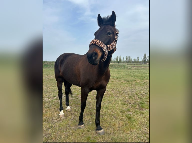 Trotteur français Jument 10 Ans 162 cm Bai brun in Werder( Havel)