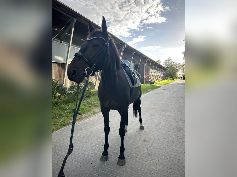 Trotteur français Jument 10 Ans 162 cm Bai brun in Werder