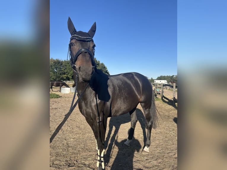 Trotteur français Jument 10 Ans 162 cm Bai brun in Werder