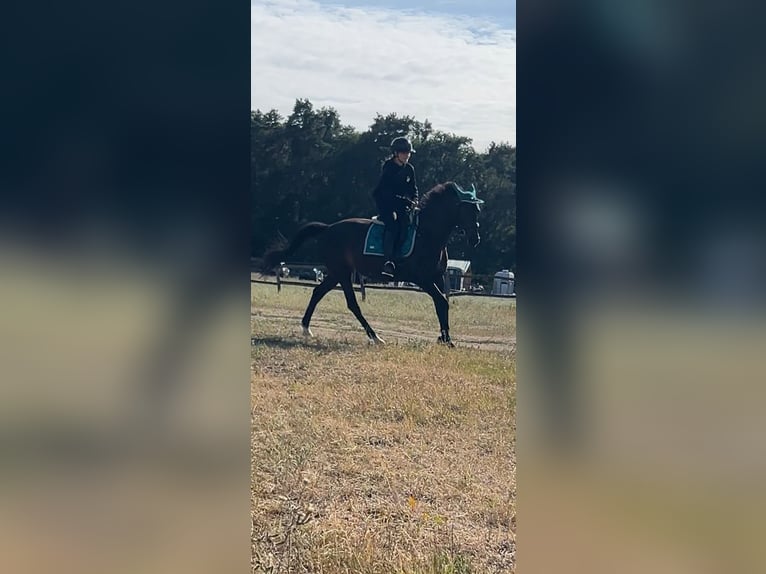 Trotteur français Jument 10 Ans 162 cm Bai brun in Werder(Havel)