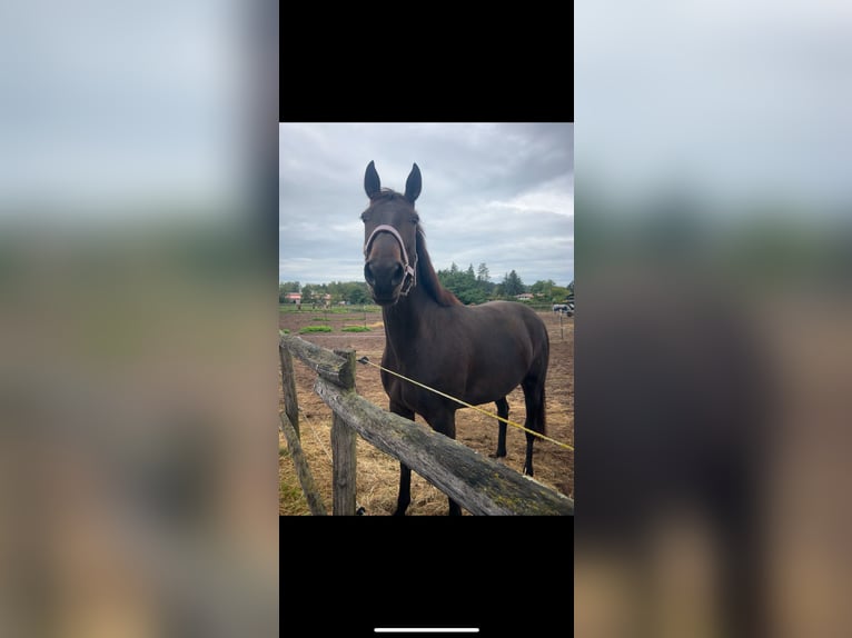 Trotteur français Jument 10 Ans 162 cm Bai brun in Werder(Havel)