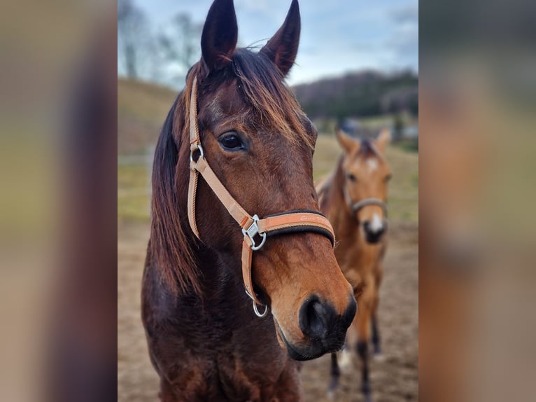 Trotteur français Jument 10 Ans 163 cm Bai cerise in Hadersw&#xF6;rth/Lanzenkirchen