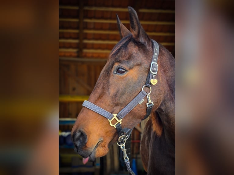 Trotteur français Jument 10 Ans 163 cm Bai cerise in Hadersw&#xF6;rth/Lanzenkirchen