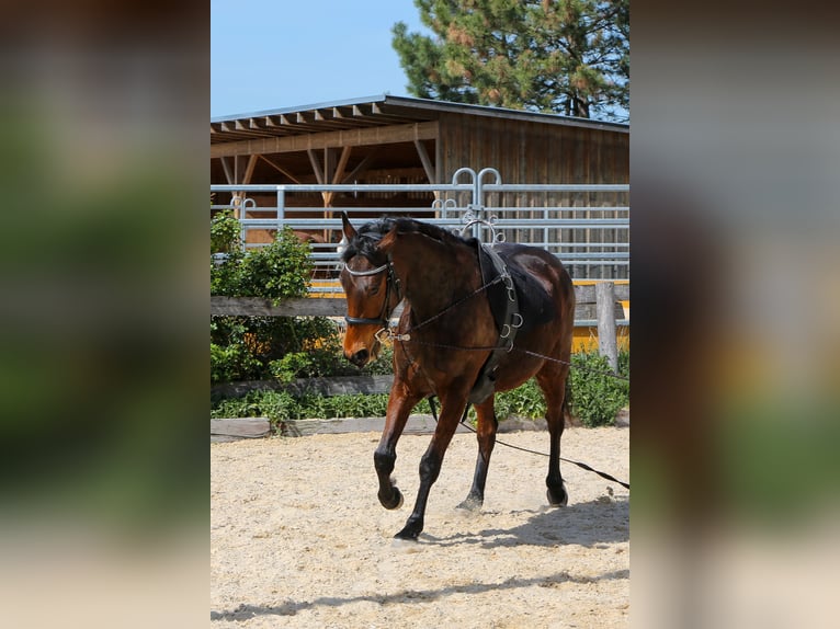 Trotteur français Jument 10 Ans 163 cm Bai cerise in Hadersw&#xF6;rth/Lanzenkirchen