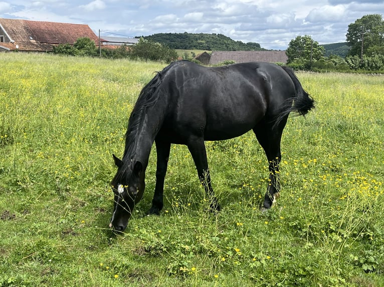 Trotteur français Jument 10 Ans 170 cm Noir in Vic des Pr&#xE9;s
