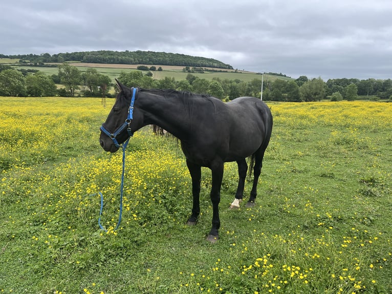 Trotteur français Jument 10 Ans 170 cm Noir in Vic des Pr&#xE9;s