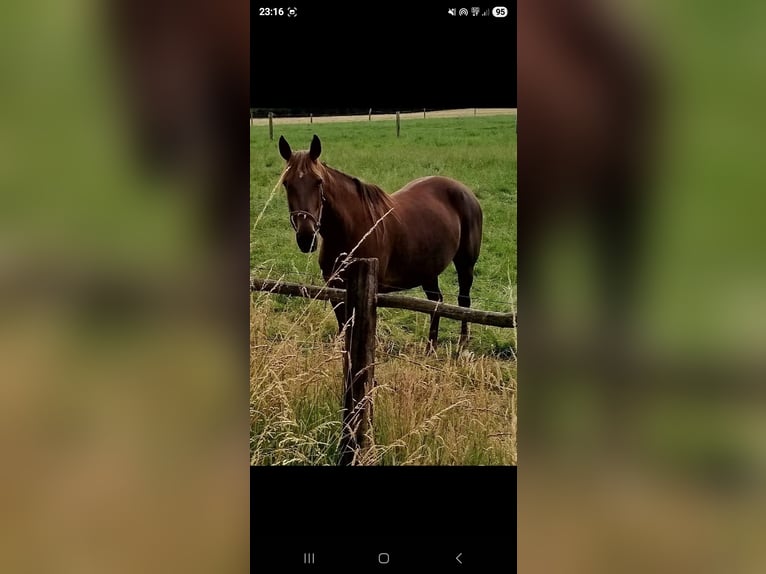 Trotteur français Jument 10 Ans 174 cm Alezan brûlé in Gelsenkirchen