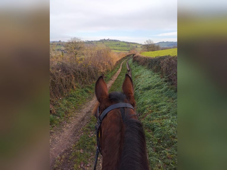 Trotteur français Jument 11 Ans 155 cm Bai in Saint-Romain-sous-Gourdon