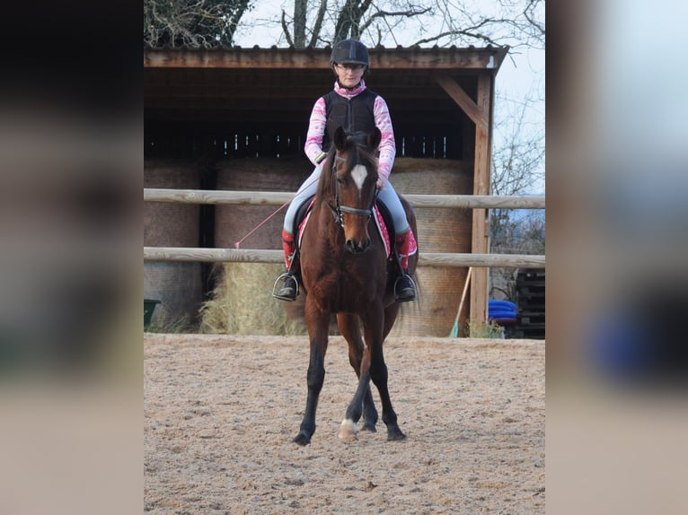 Trotteur français Jument 11 Ans 155 cm Bai in Saint-Romain-sous-Gourdon