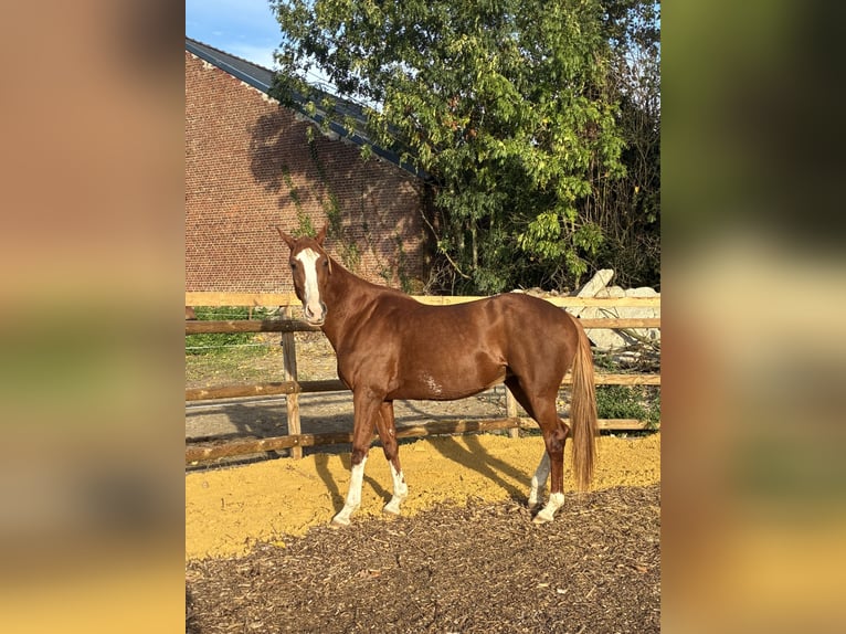 Trotteur français Jument 12 Ans 158 cm Alezan in Le Cateau-Cambrésis