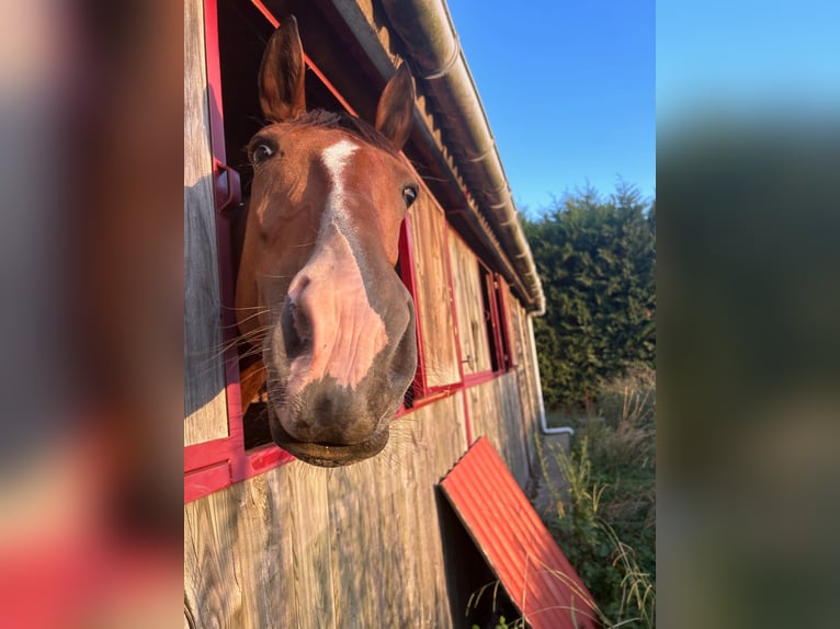 Trotteur français Jument 12 Ans 162 cm Bai in Seysses