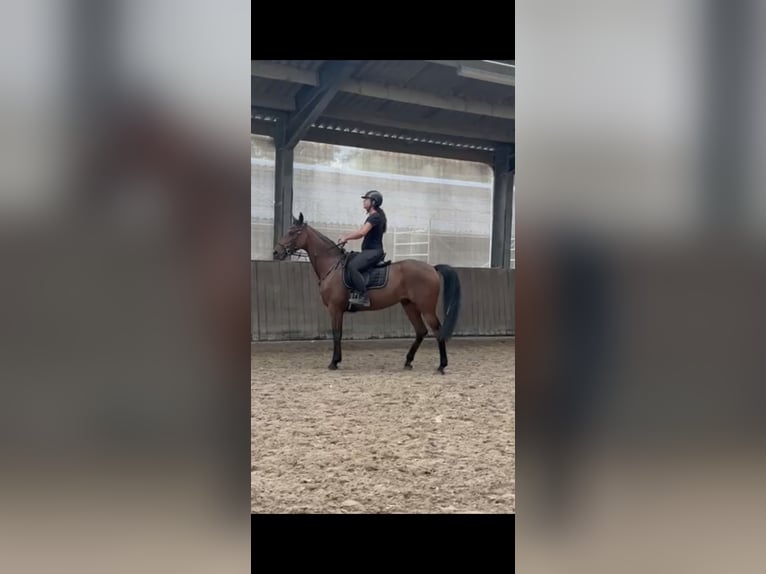 Trotteur français Jument 13 Ans 163 cm Bai brun in Sgravenhage