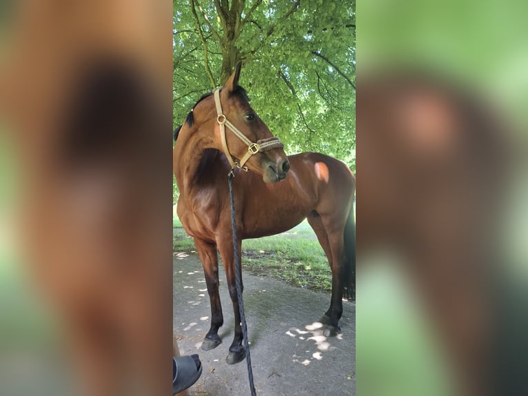 Trotteur français Jument 13 Ans 163 cm Bai brun in Sgravenhage