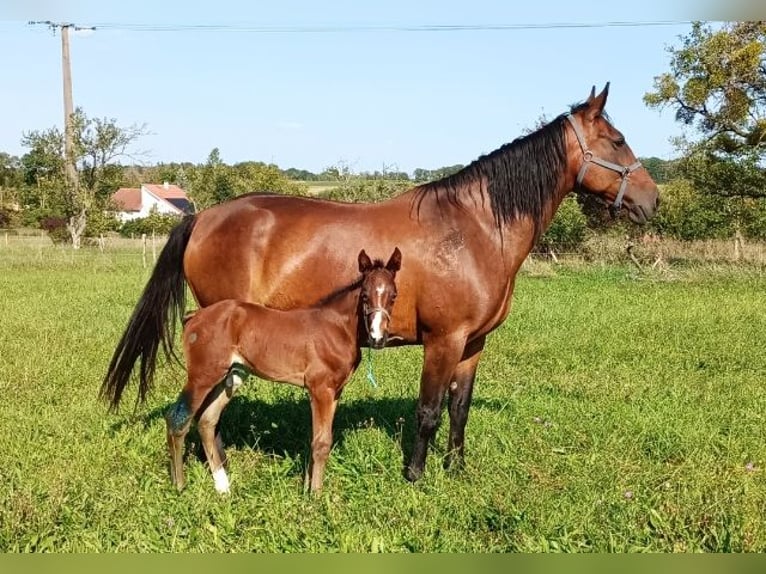 Trotteur français Jument 14 Ans 168 cm Bai in LUNEVILLE