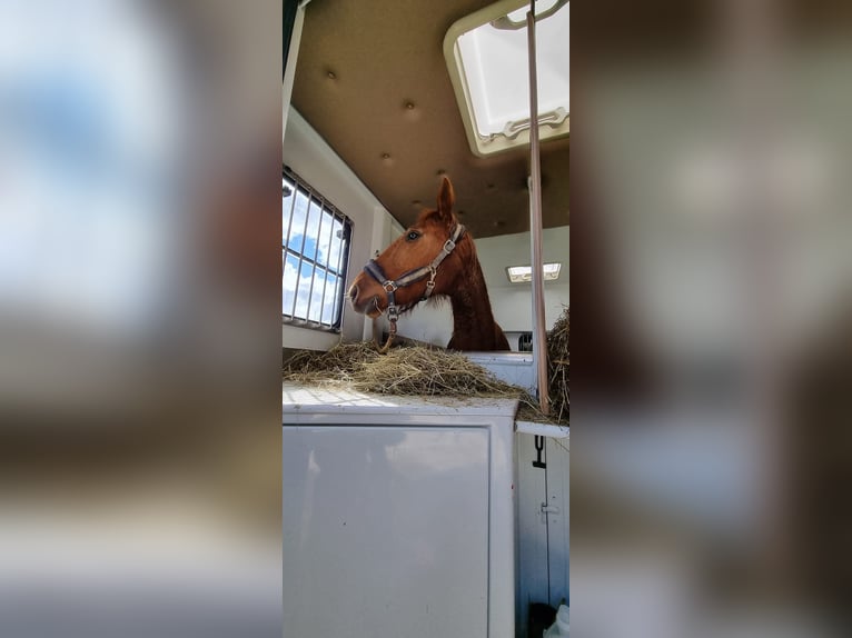 Trotteur français Jument 20 Ans 165 cm Alezan in Jouillat