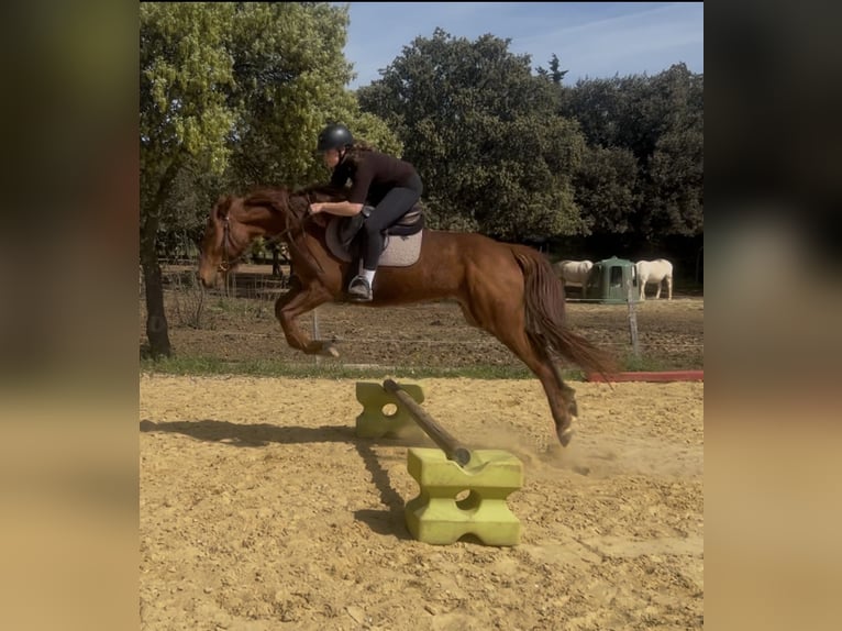Trotteur français Jument 3 Ans 160 cm Alezan in Lunel-Viel