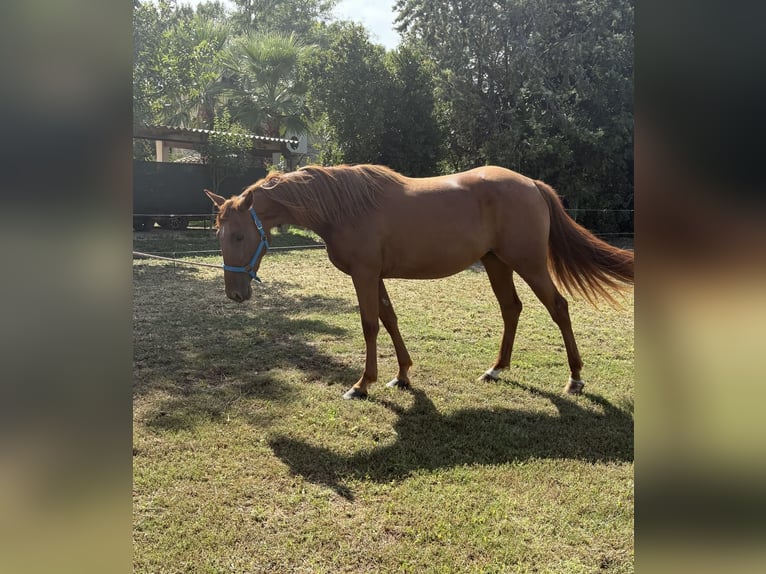 Trotteur français Jument 3 Ans 160 cm Alezan in Lunel-Viel