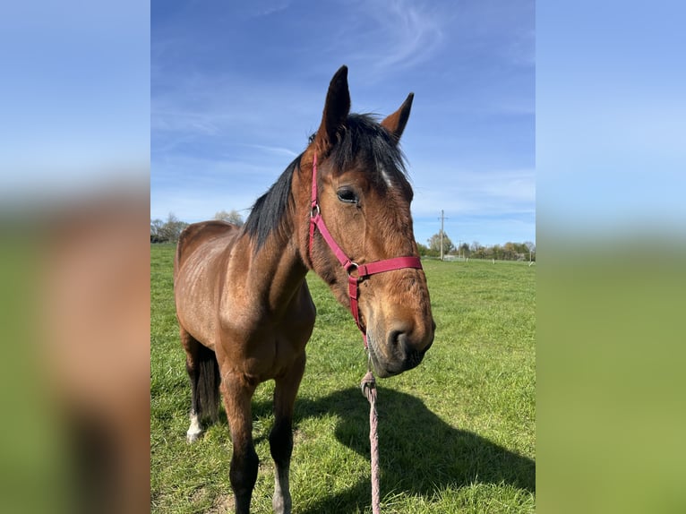 Trotteur français Jument 3 Ans 165 cm Bai in Preux-au-Sart