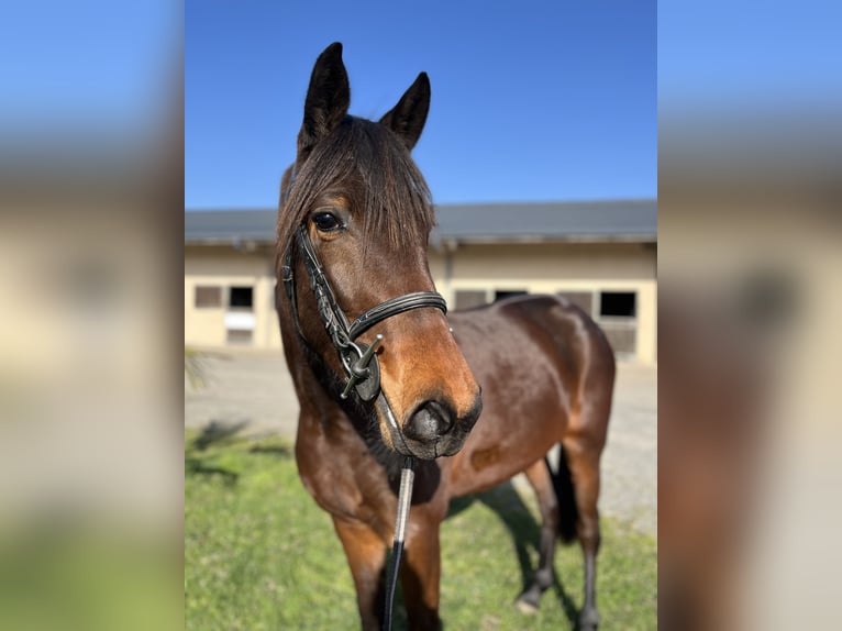 Trotteur français Jument 3 Ans Bai in Durtal