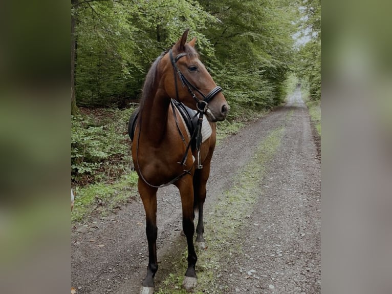 Trotteur français Jument 4 Ans 153 cm Bai in Mayen