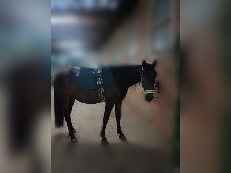 Trotteur français Jument 4 Ans 155 cm Bai in L&#xFC;neburg