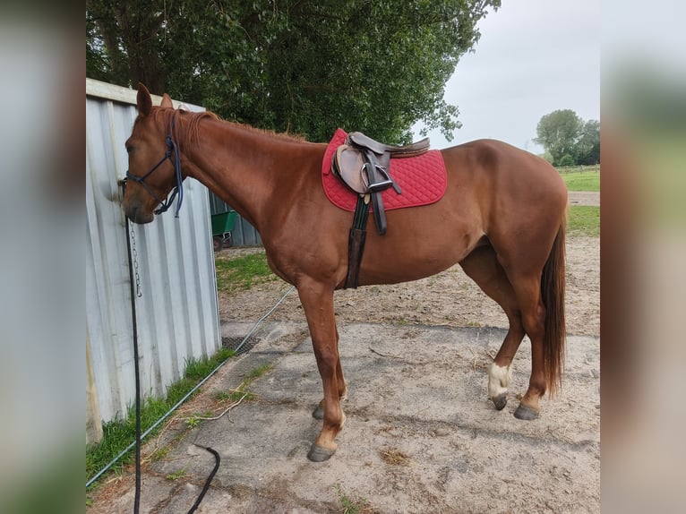 Trotteur français Jument 4 Ans 165 cm  in Vichte