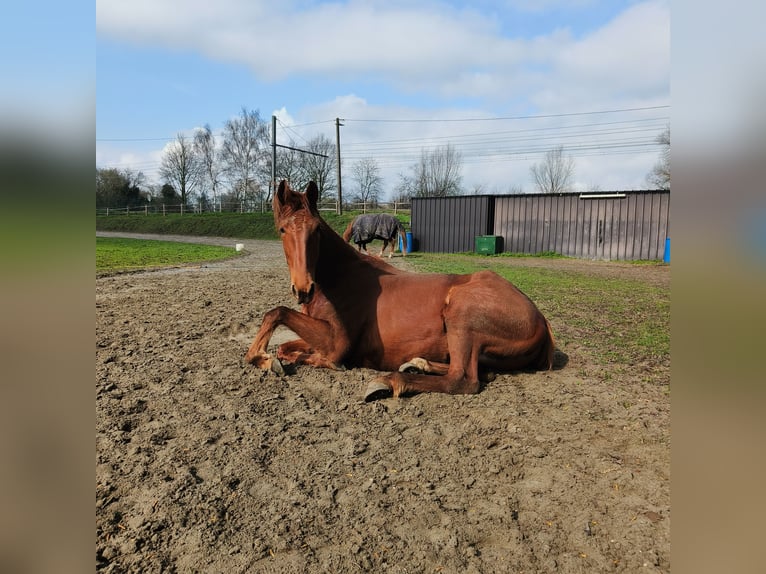 Trotteur français Jument 4 Ans 165 cm  in Vichte