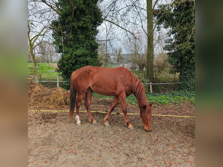 Trotteur français Jument 4 Ans 165 cm  in Vichte