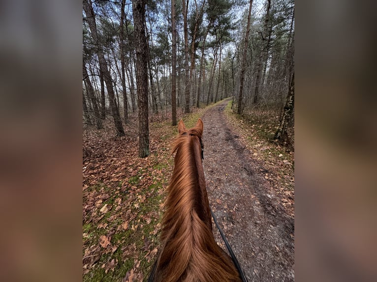 Trotteur français Jument 4 Ans 166 cm Alezan in Nijkerk