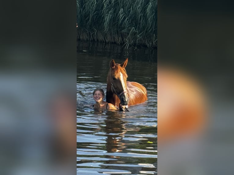 Trotteur français Jument 4 Ans 166 cm Alezan in Nijkerk