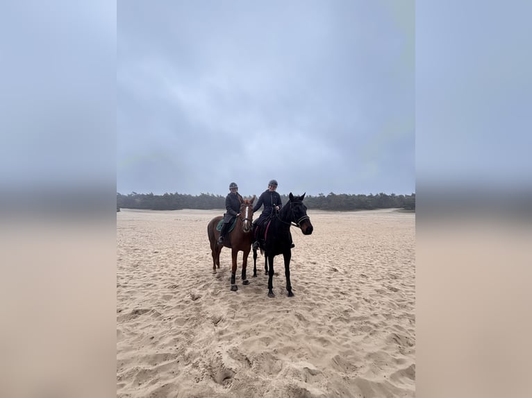 Trotteur français Jument 4 Ans 166 cm Alezan in Nijkerk