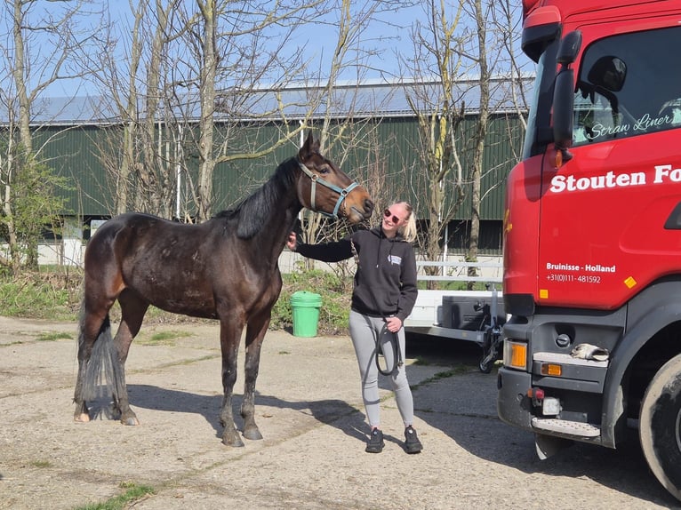 Trotteur français Jument 4 Ans 167 cm Bai brun in Den bommel