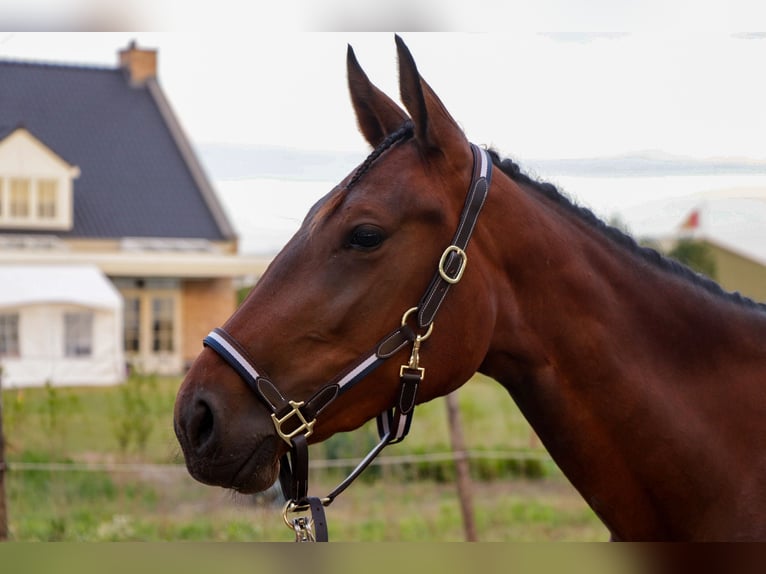 Trotteur français Jument 4 Ans 167 cm Bai brun in Den bommel