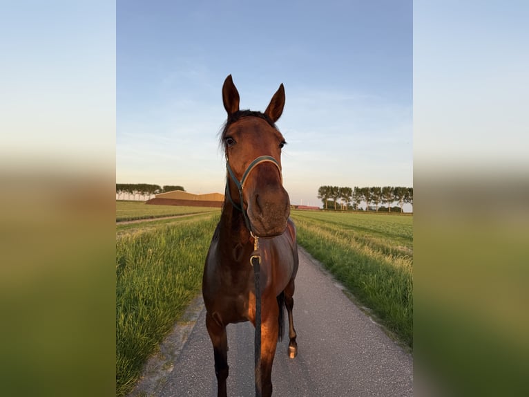 Trotteur français Jument 4 Ans 167 cm Bai brun in Den bommel
