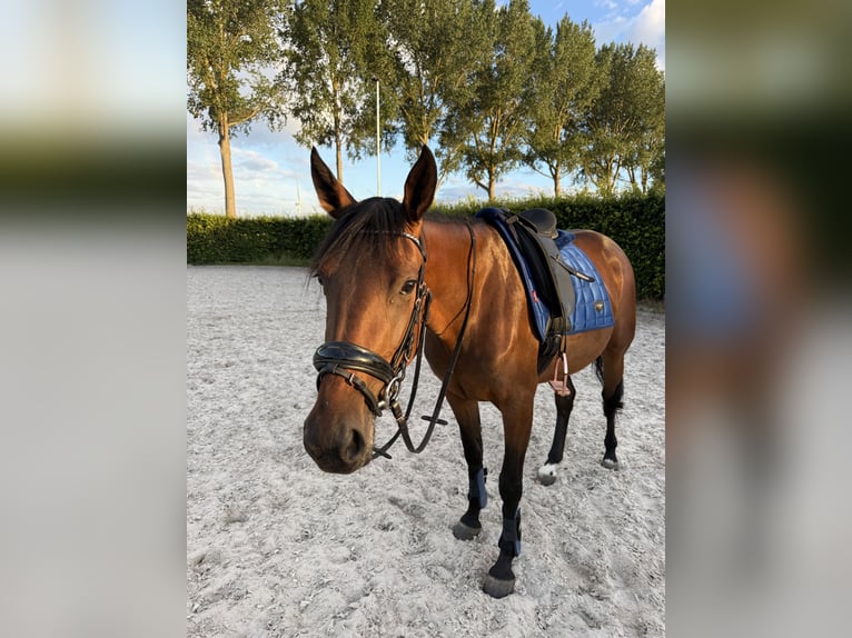 Trotteur français Jument 4 Ans 167 cm Bai brun in Den bommel