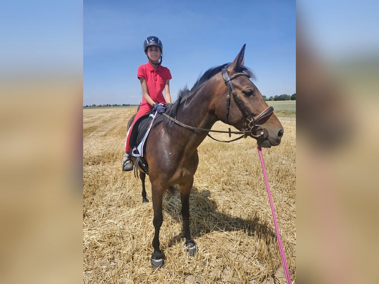 Trotteur français Jument 5 Ans 155 cm Bai in Vettweiß