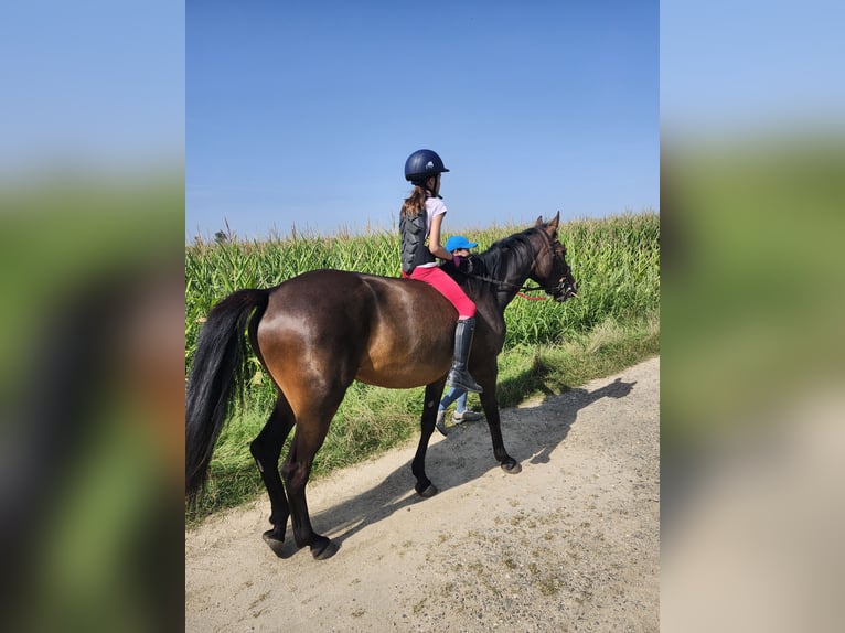 Trotteur français Jument 5 Ans 155 cm Bai in Vettweiß