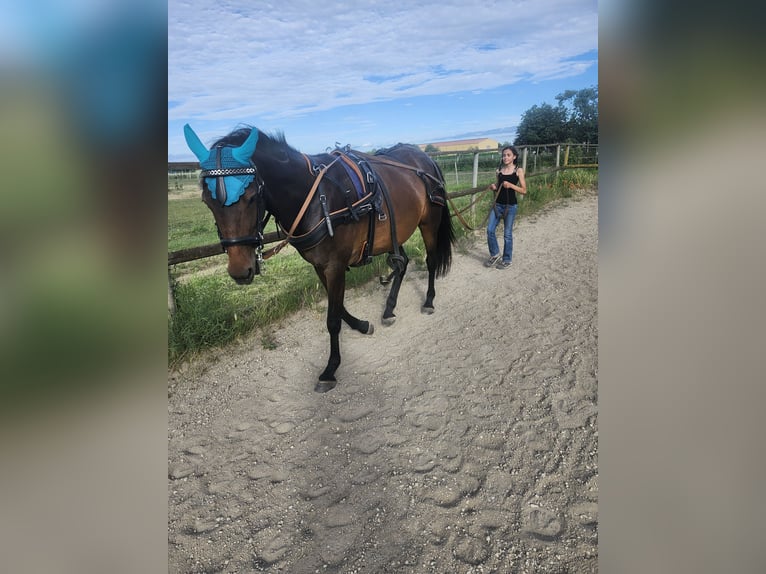 Trotteur français Jument 5 Ans 155 cm Bai in Vettweiß