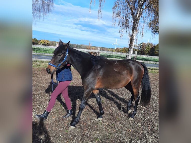 Trotteur français Jument 5 Ans 158 cm Bai in Lüneburg