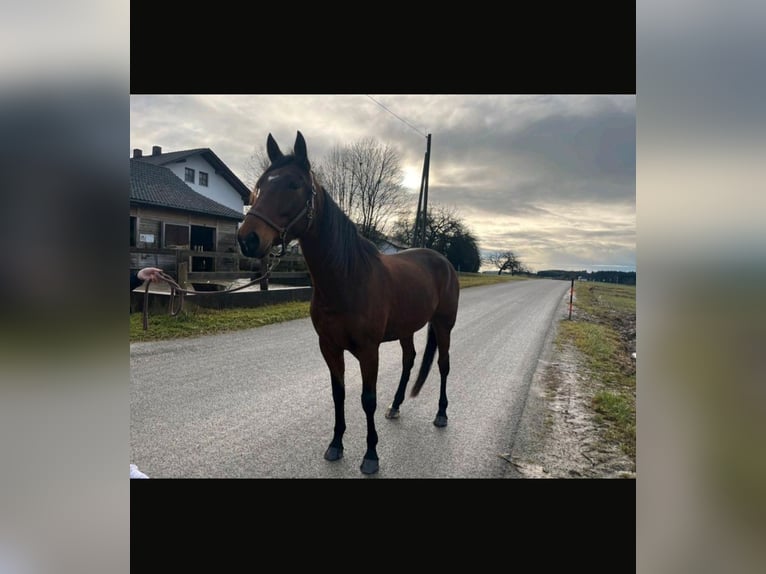 Trotteur français Jument 5 Ans 160 cm Bai in Tann