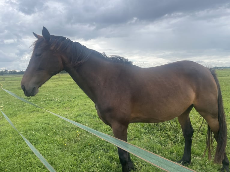 Trotteur français Croisé Jument 5 Ans 160 cm Bai brun in Hilversum