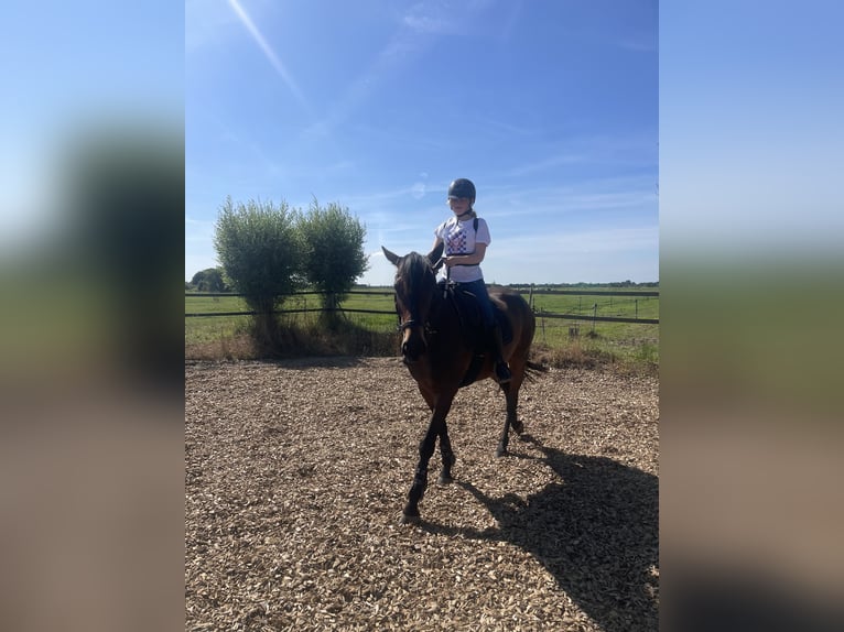 Trotteur français Croisé Jument 5 Ans 160 cm Bai brun in Hilversum
