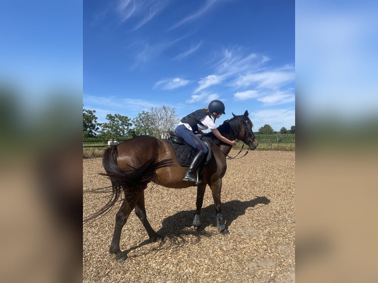 Trotteur français Croisé Jument 5 Ans 160 cm Bai brun in Hilversum