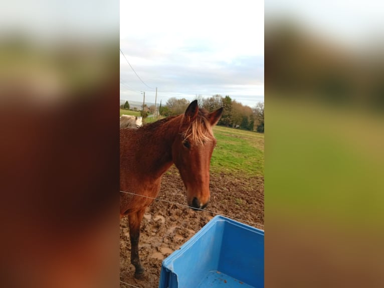 Trotteur français Jument 5 Ans 162 cm Bai clair in Cleguerec