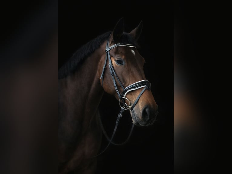 Trotteur français Jument 5 Ans 165 cm Bai in Beckum