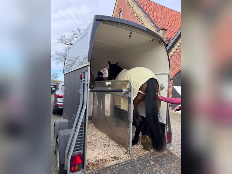 Trotteur français Jument 5 Ans 165 cm Bai in Beckum