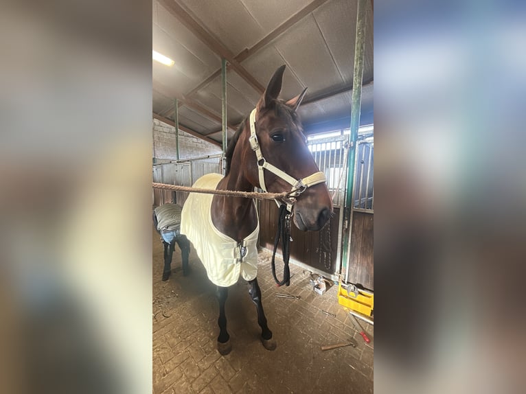 Trotteur français Jument 5 Ans 165 cm Bai in Beckum